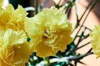 Light Yellow Dianthus Caryophyllus Flower Seeds for Planting Bright Blooms Heirloom & GMO Free Seeds for Home Garden
 
 Sale
