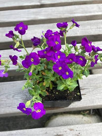 Aubrieta ground cover with vibrant deep purple blooms in full sun.


