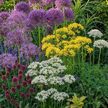 Stunning Allium Bulbs Mix for colorful flower garden planting
