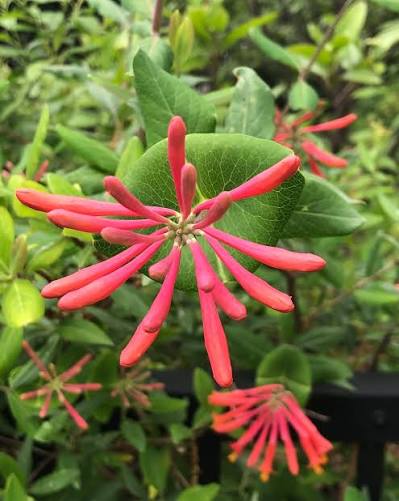 Lonicera sempervirens climbing vine covering a garden trellis with blooms.