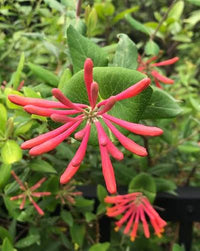 Lonicera sempervirens climbing vine covering a garden trellis with blooms.