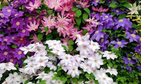 Mixed Clematis plants for outdoor garden planting