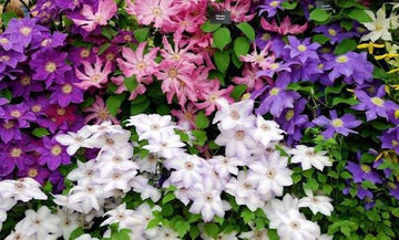 Mixed Clematis plants for outdoor garden planting