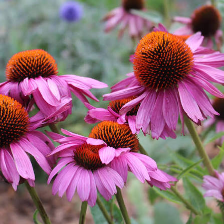Healthy Echinacea flowers with vibrant petals and green foliage.

