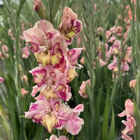 Gladiolus plants with tall colorful flower spikes