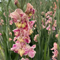Gladiolus plants with tall colorful flower spikes