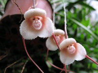 Close-up of vibrant Monkey Face Orchid flowers in an ornamental garden setting.

