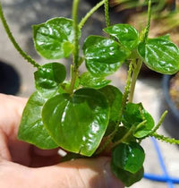 Crab Claw Flower Seeds Tropical Garden Flowers for Home Planting