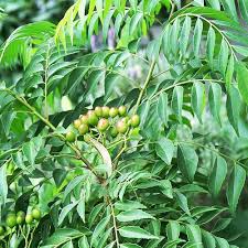Murraya koenigii curry leaf seeds and young plants growing in a garden.