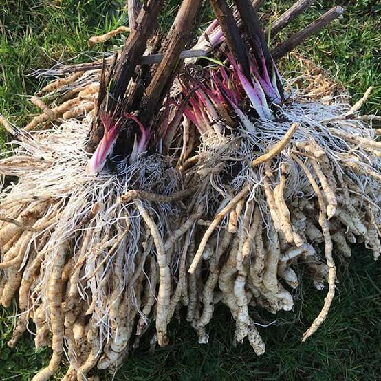 White Skirret growing in a raised garden bed with vibrant green stems and foliage.

