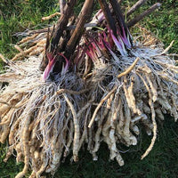 White Skirret growing in a raised garden bed with vibrant green stems and foliage.

