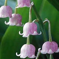 Purple Bell Orchid Flower seeds for Planting - Low Maintenance, Heirloom & GMO Free Seeds for Home Garden