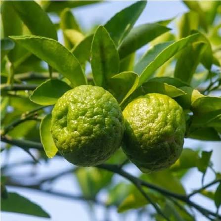 Close-up of bergamot lemon plant with glossy green leaves.

