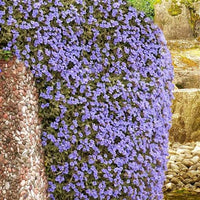 Pale blue Rock Cress flowers forming a dense ground cover along a garden border.
