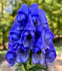 Aconite Flower Seeds Planting Guide: Expert Tips for Successful Growth