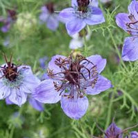 Nigella Love in the Mist Midnight Blue Seeds for Elegant, Blue Flowers