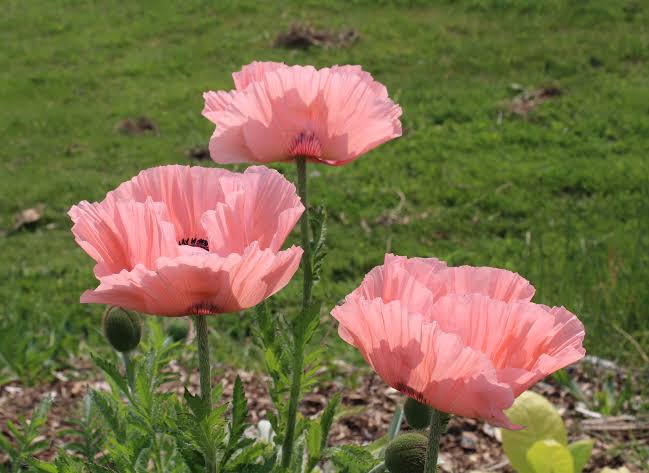 Close-up of Papaver orientale 'Victoria Louise' flowers with lush green foliage.

