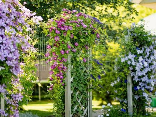 Clematis climbing plant with colorful garden flowers