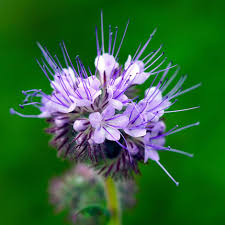 Phacelia Flower seeds for Planting Vibrant Colors Heirloom & GMO Free Seeds for Home Garden