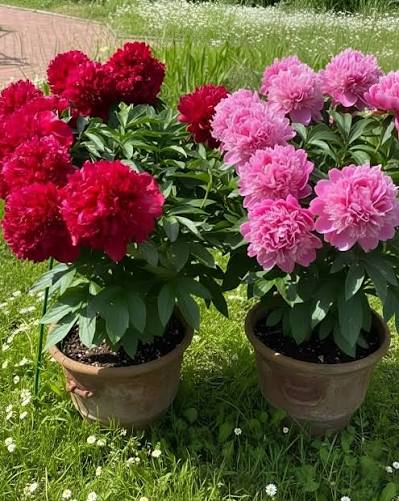 Peony flowers suitable for garden and floral arrangements