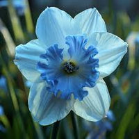 Blue Narcissus Flower Seeds for Planting Compact Growth Heirloom & GMO Free Seeds for Home Garden
 
 Sale