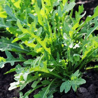 Healthy rocket salad plug plants ready for transplanting into prepared soil.

