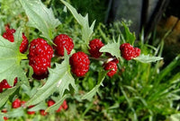 Close-up of Strawberry Spinach featuring vibrant red berry-like seed clusters.