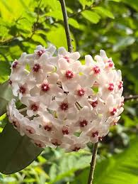 White Light Pink Hoya Flower Seeds for Planting Premium Quality Heirloom & GMO Free Seeds for Home Garden
 
 Sale