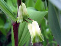 White Polygonatum Flower seeds for Planting - Perfect for Borders, Heirloom & GMO Free Seeds for Home Garden