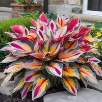 Rainbow Hosta perennial plant with colorful foliage