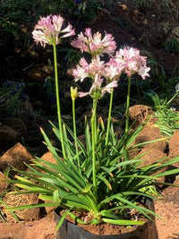 Elegant pink African Lily flowers in a landscape border