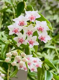 White Light Pink Hoya Flower Seeds for Planting Premium Quality Heirloom & GMO Free Seeds for Home Garden
 
 Sale