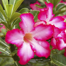 Red Pink Adenium Flower Seeds for Planting Drought Tolerant Heirloom & GMO Free Seeds for Home Garden
 
 Sale