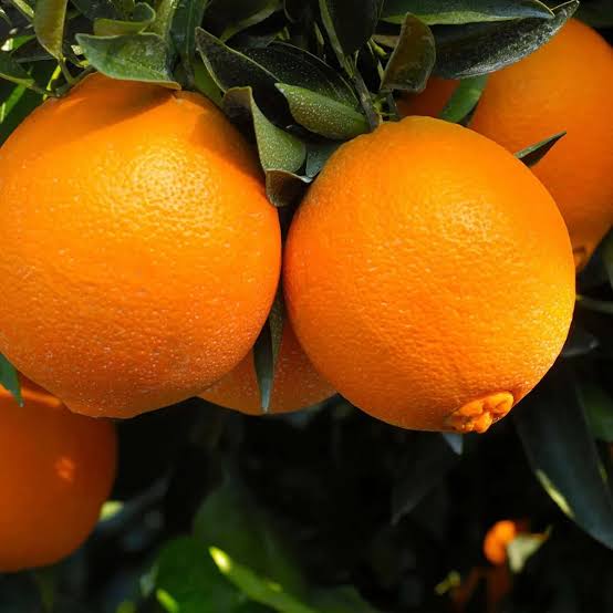 Citrus orange seeds suitable for garden beds, pots, and raised planters