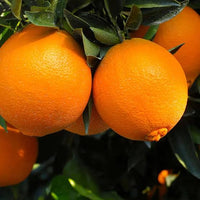Citrus orange seeds suitable for garden beds, pots, and raised planters