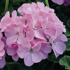 Purple Geranium Flower seeds for Planting - Cottage Garden Essential, Heirloom & GMO Free Seeds for Home Garden