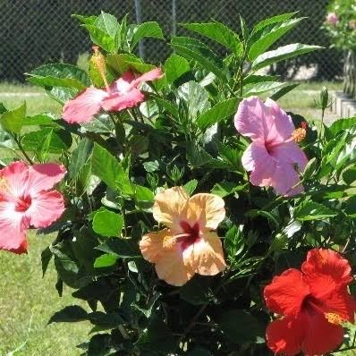 Mixed Hibiscus bulbs for outdoor garden planting