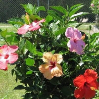 Mixed Hibiscus bulbs for outdoor garden planting