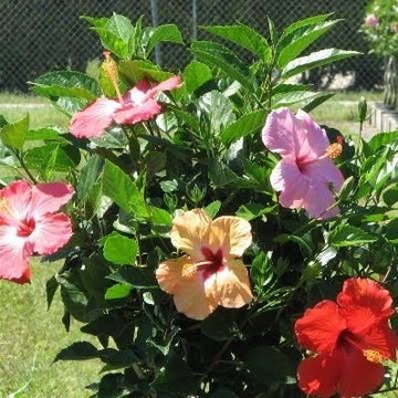 Mixed Hibiscus bulbs for outdoor garden planting