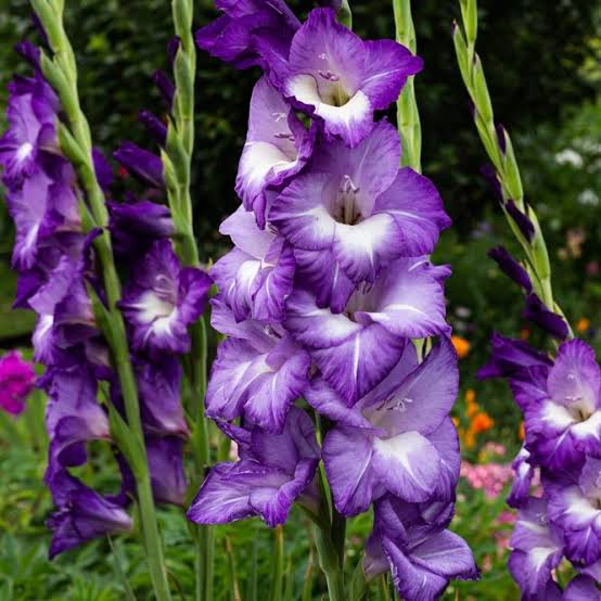 Gladiolus Bulbs Purple, Lavender & White – Colorful Summer Garden Flowers