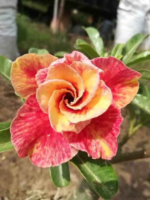 Desert Rose bulbs planted in a decorative garden container

