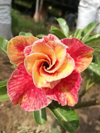 Desert Rose bulbs planted in a decorative garden container

