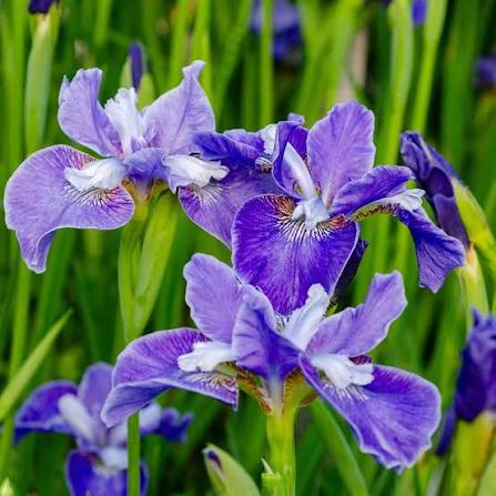 Butterfly Iris with colorful perennial flowers in bloom