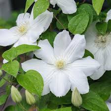 White Clematis Flower seeds for Planting - Compact Growth, Heirloom & GMO Free Seeds for Home Garden