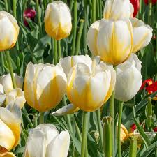 Yellow White Tulip Flower Seeds for Planting