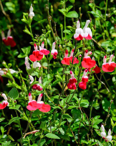 Colorful Salvia Greggii 'Lips Mix' plants growing in a sunny garden border.
