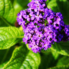 Heliotrope Marine Flower seeds for Planting Perfect for Borders Heirloom & GMO Free Seeds for Home Garden