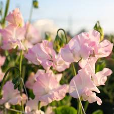 Light Pink Sweet Pea Flower Seeds for Planting Pollinator Friendly Heirloom & GMO Free Seeds for Home Garden
 
 Sale