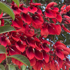 Dark Orange Erythrina Crista Galli Flower seeds for Planting - Cut Flower Favorite, Heirloom & GMO Free Seeds for Home Garden