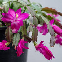 Purple Schlumbergera Flower seeds for Planting - Low Maintenance, Heirloom & GMO Free Seeds for Home Garden